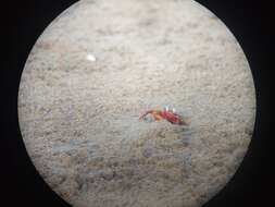 Image of red ghost crab