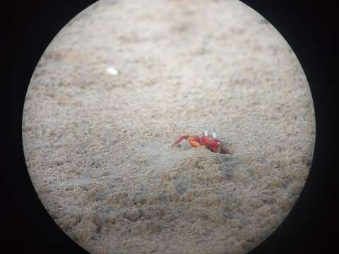 Image of red ghost crab