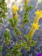 Image of Pteronia empetrifolia DC.