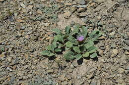 Image of Klasea lyratifolia (Schrenk) L. Martins