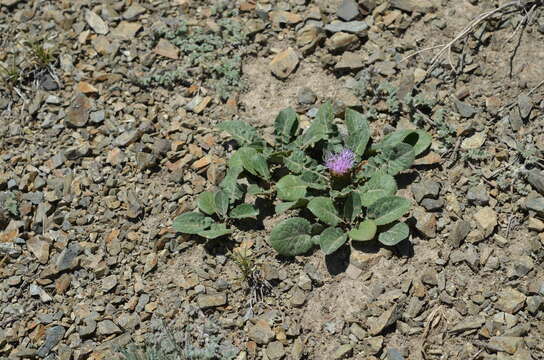 Image de Klasea lyratifolia (Schrenk) L. Martins