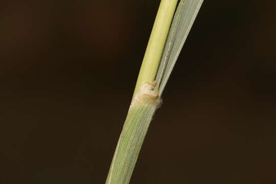 Image of wool grass