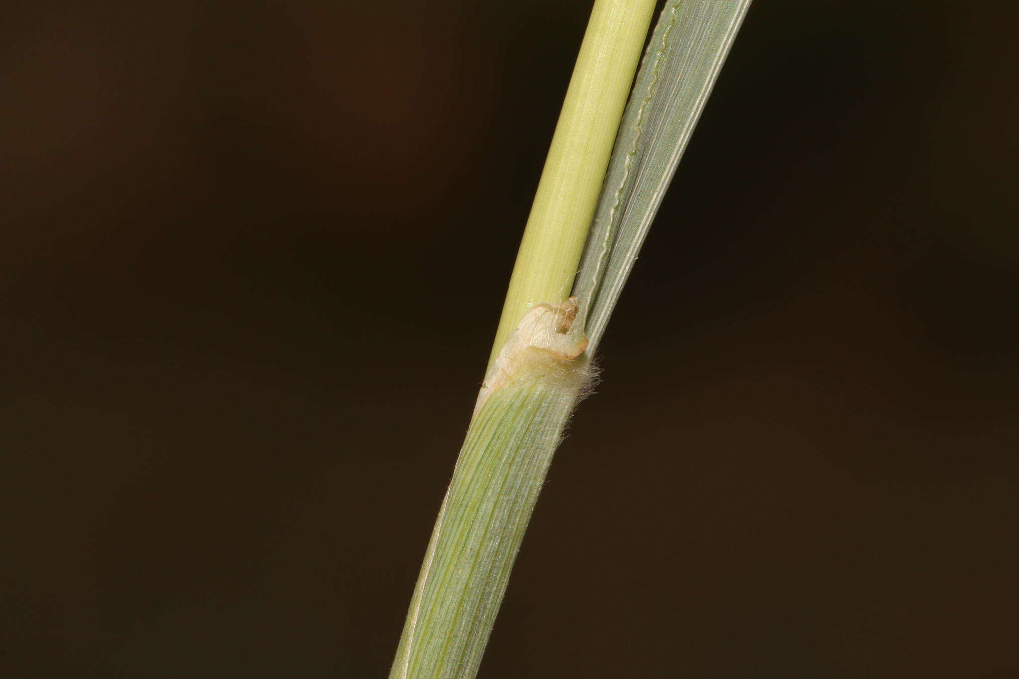 Image of wool grass