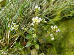 Image of Cochlearia groenlandica L.