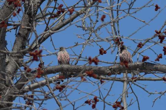 Image of Asian Rosy Finch