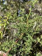 صورة Cupressus goveniana var. goveniana