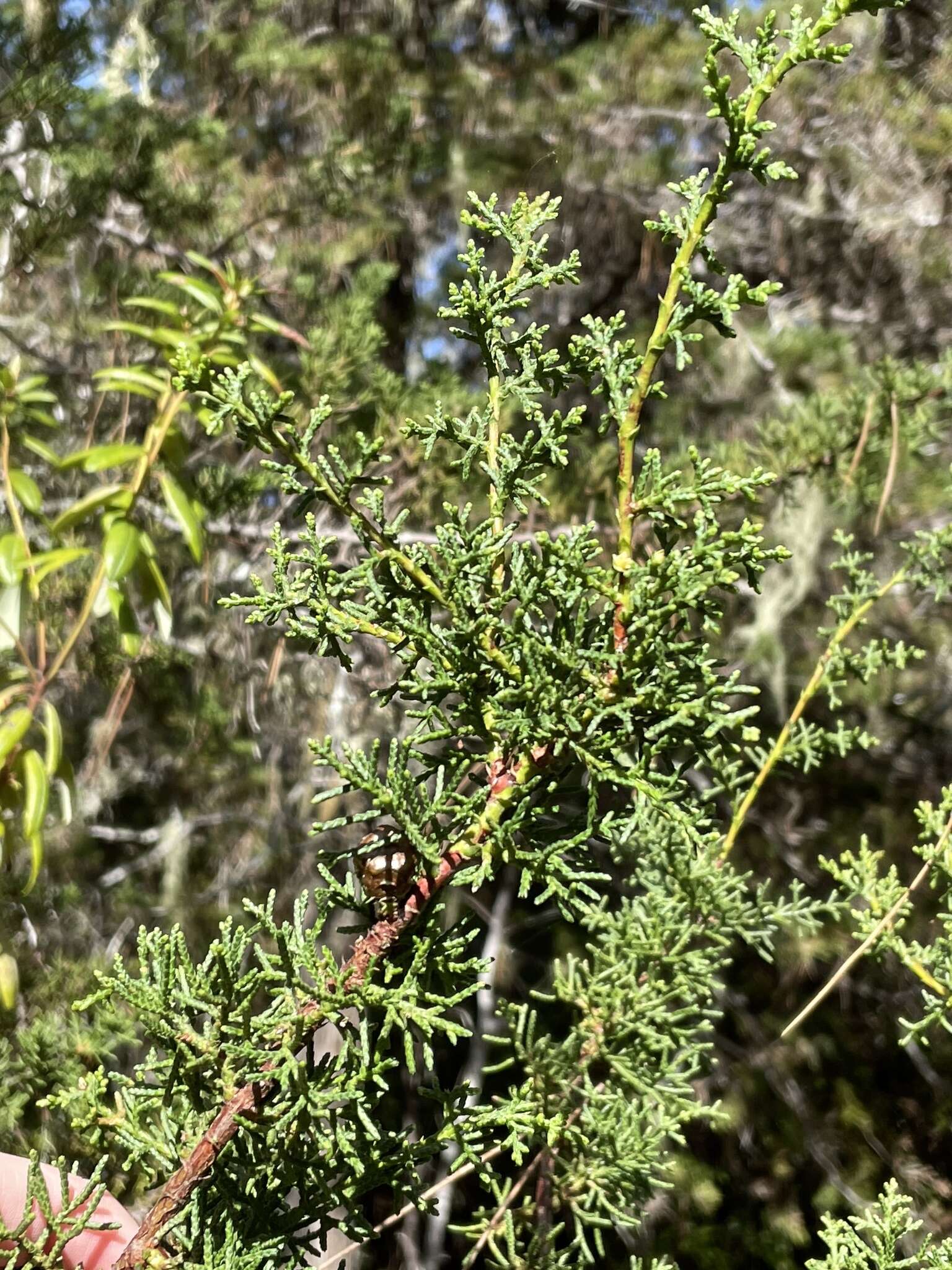 Image of Gowen cypress