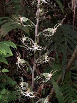 Plancia ëd Habenaria polytricha Rolfe