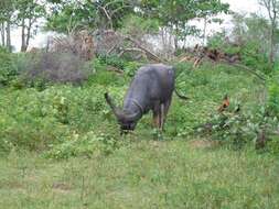 Image of Asian Buffalo