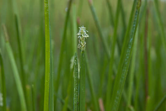 Image of Hollow-Stem Spike-Rush