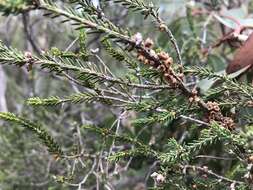 Image of d'Alton's melaleuca