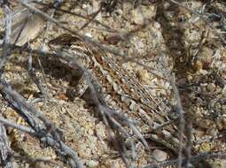 Image of Uta stansburiana elegans Yarrow 1882