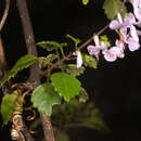 Image of Plectranthus saccatus subsp. pondoensis van Jaarsv. & T. J. Edwards