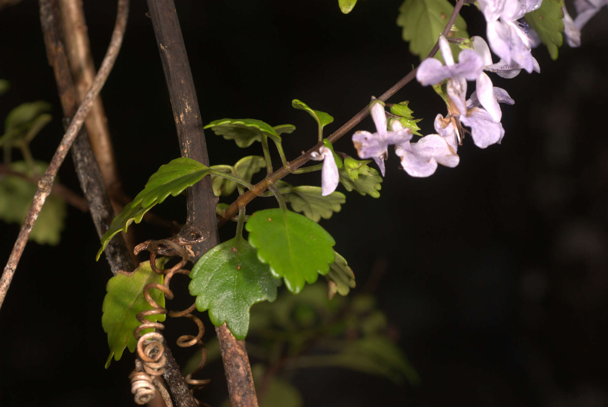 Image de Plectranthus saccatus subsp. pondoensis van Jaarsv. & T. J. Edwards