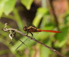 Image of Orthetrum villosovittatum (Brauer 1868)