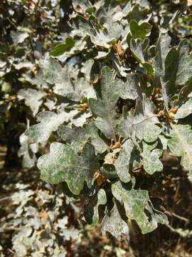 Image of hybrid oak