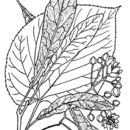 Image of American basswood