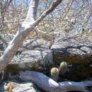 Image of Mammillaria xaltianguensis subsp. xaltianguensis