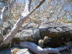 Image of Mammillaria xaltianguensis Sánchez-Mej.