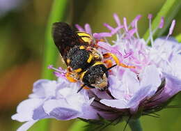 Image de Stelis annulata (Lepeletier 1841)