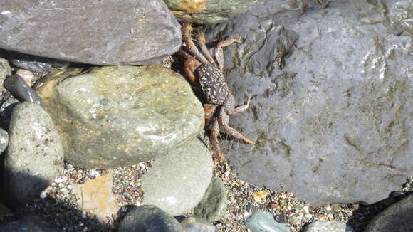 Image of variegate shore crab