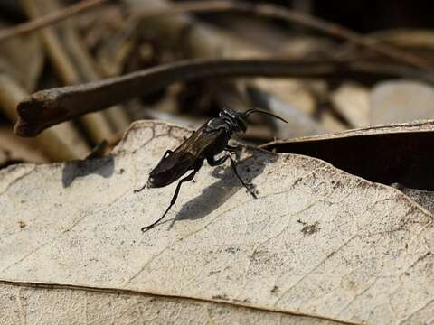 Image of Crabronid wasp