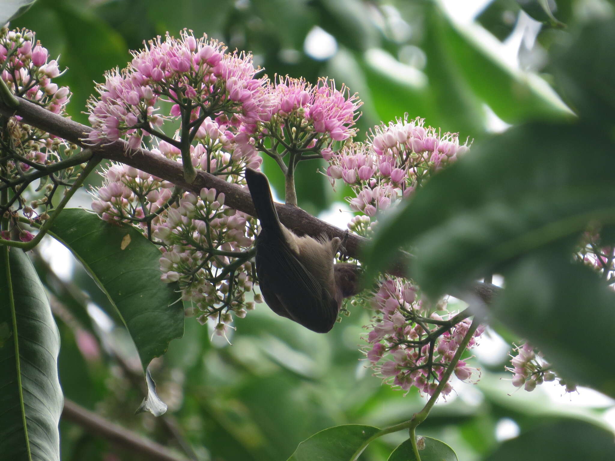 Image of Dusky Honeyeater