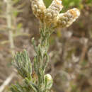 Imagem de Helichrysum plebeium DC.