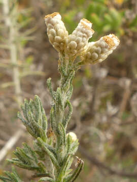 Image of Helichrysum plebeium DC.