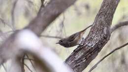 Image of Inland Thornbill