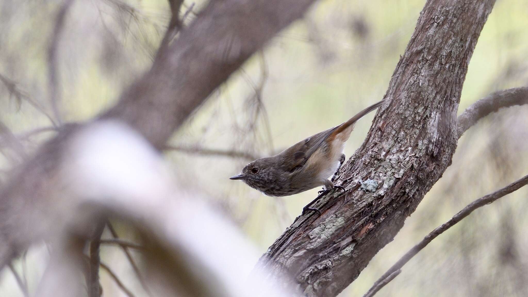 Image of Inland Thornbill