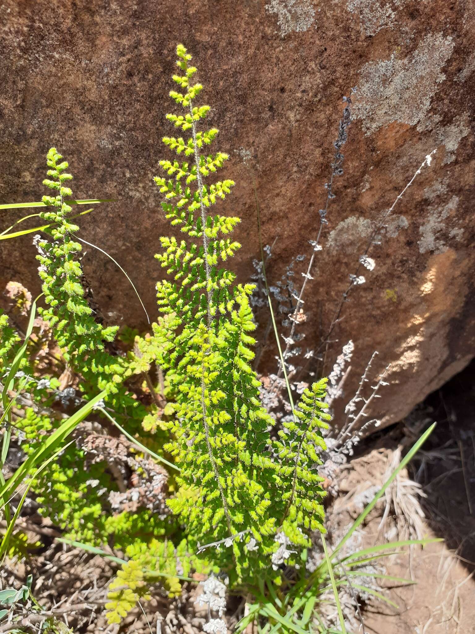 Cheilanthes hirta Sw.的圖片