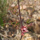 Image of Pelargonium anethifolium (Eckl. & Zeyh.) Steud.