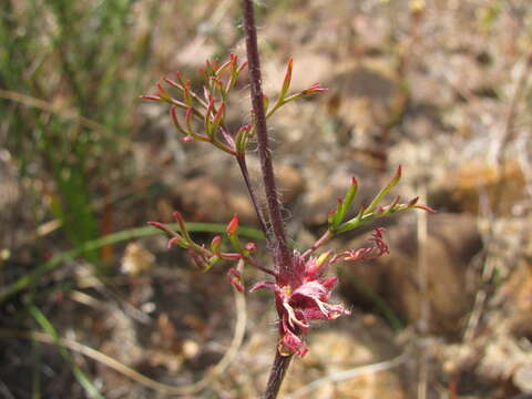 Image of Pelargonium anethifolium (Eckl. & Zeyh.) Steud.