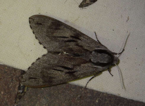 Image of Pine hawkmoth