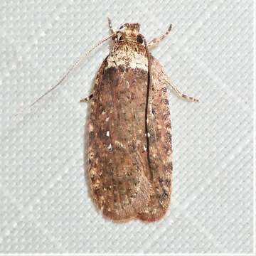 Image of Agonopterix clemensella Chambers 1876