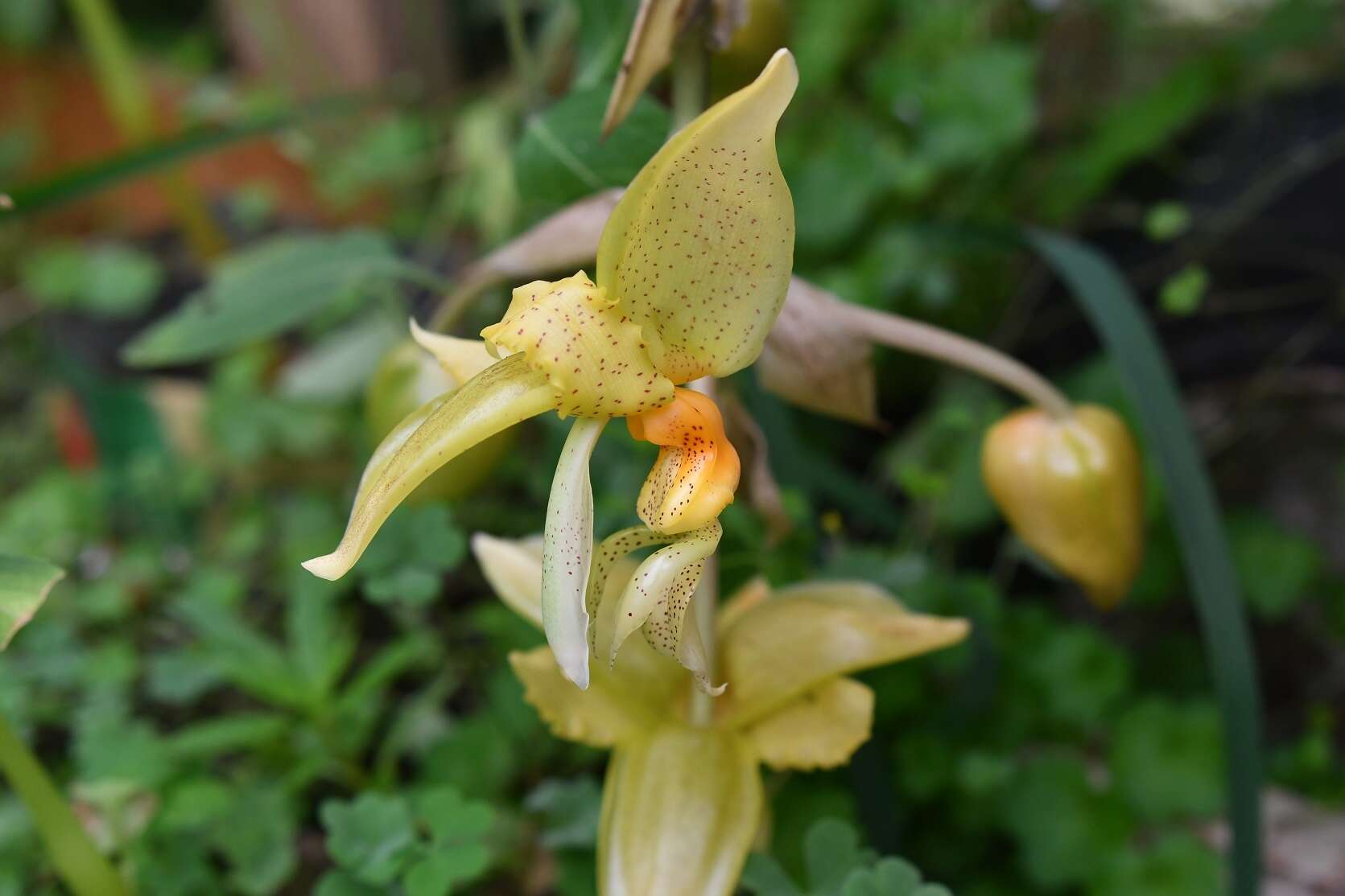 Image of Stanhopea graveolens Lindl.