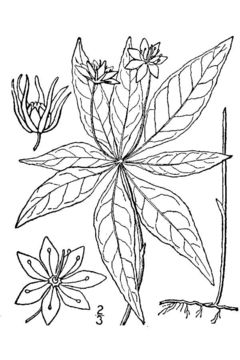 صورة <i>Trientalis <i>borealis</i></i> Raf. ssp. borealis