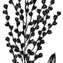 Image of pine barren fluffgrass