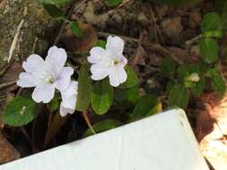 Strobilanthes tetraspermus Druce resmi