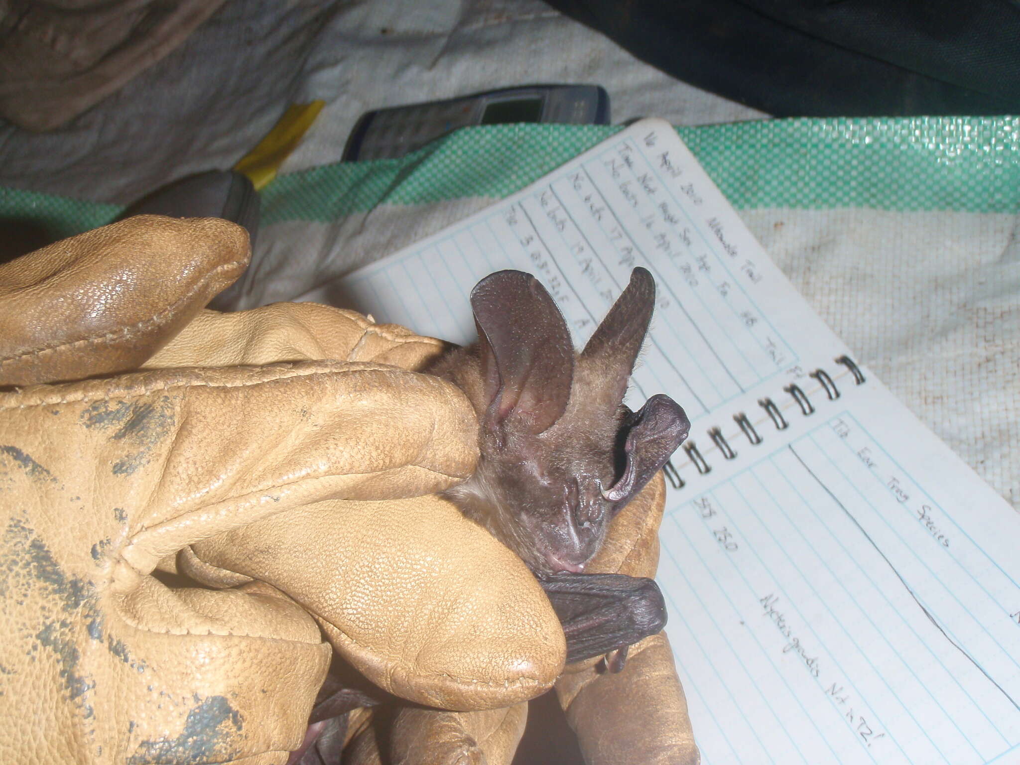 Image of Large Slit-faced Bat