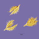 Image of spiked bur grass