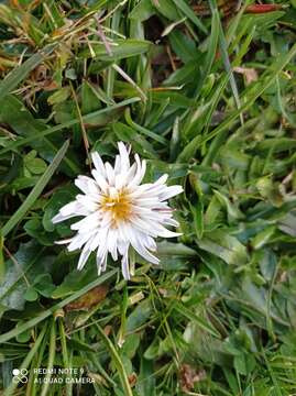 Image of Hypochaeris taraxacoides (Meyen & Walp.) Ball