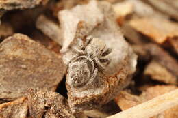 Image of Habronattus festus (Peckham & Peckham 1901)