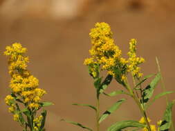 Image of Solidago elongata Nutt.