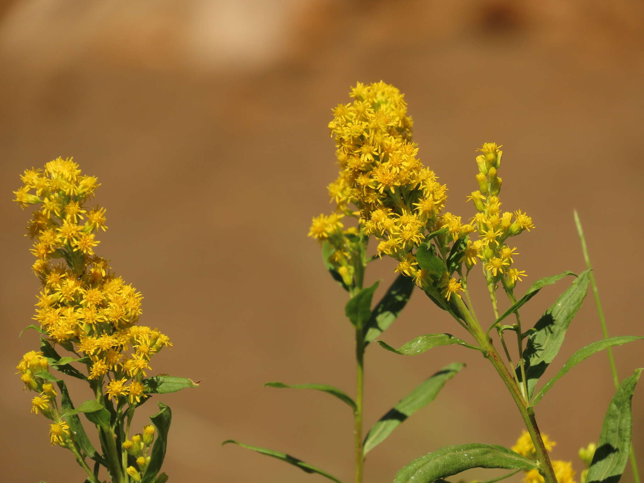 Image of Solidago elongata Nutt.