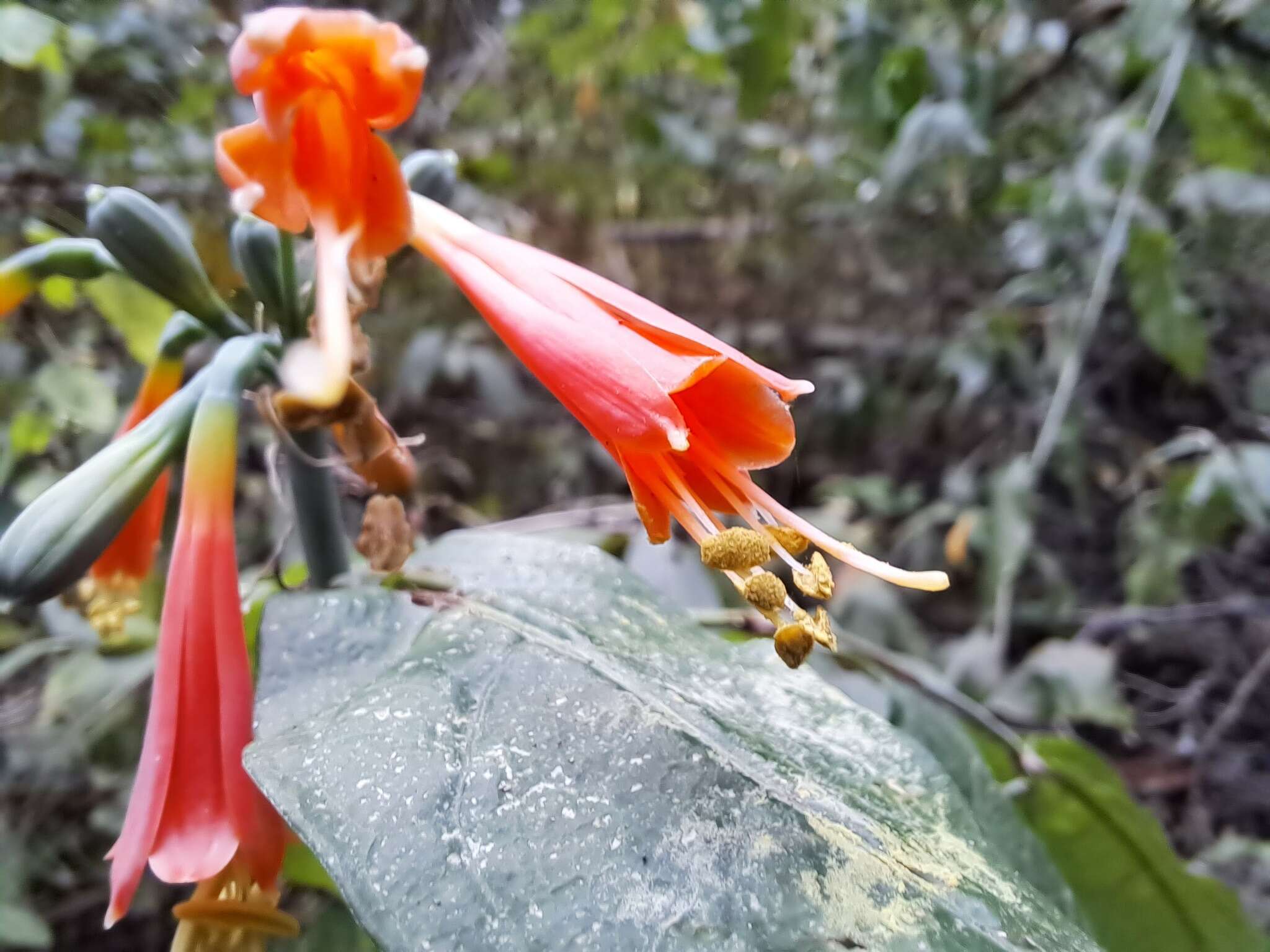 Image of Eucrosia stricklandii var. stricklandii