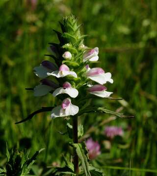 Image of Mediterranean lineseed