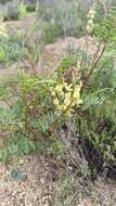 Astragalus douglasii var. perstrictus (Rydb.) Munz & Mc Burney resmi