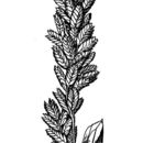 Image of pink fluffgrass